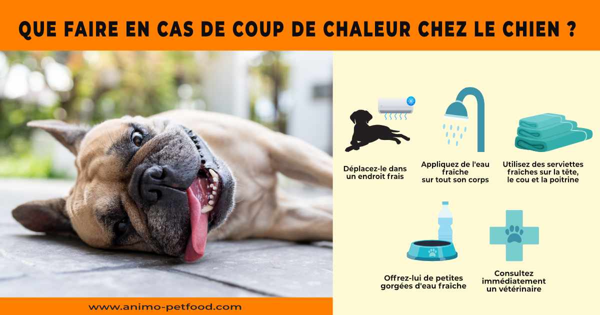 Premiers gestes en cas de coup de chaleur chez le chien